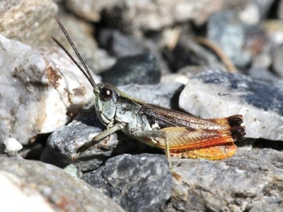 Chorthippus pullus maschio