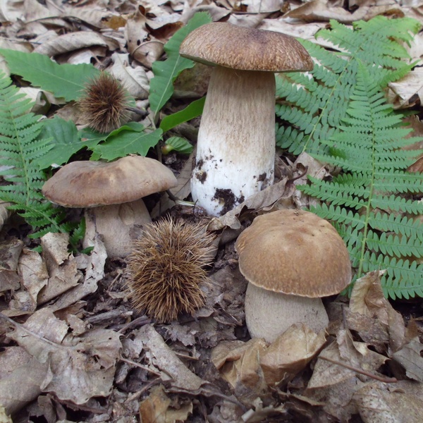 Boletus aestivalis