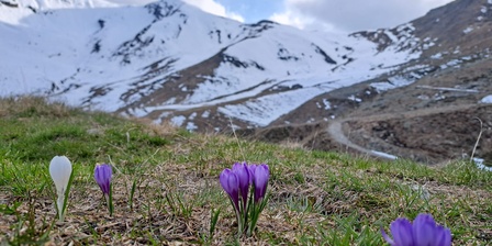 fioriture