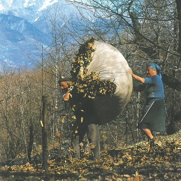 Raccolta delle foglie nel castagneto