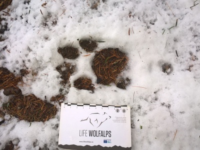 Un\u0027impronta di lupo individuata nel corso del monitoraggio.