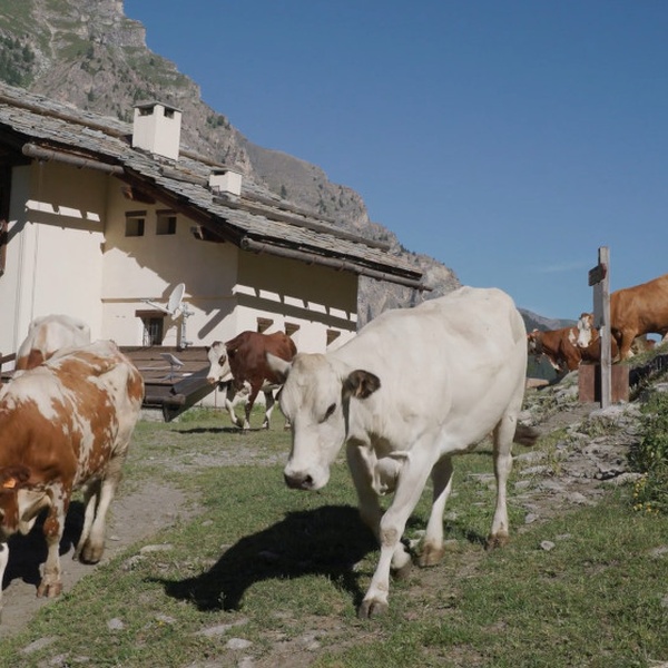 Une capture d\u0027écran de la vidéo ACLIMO tournée dans le Parc Naturel de la Val Troncea.