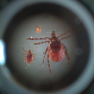 Zecche Ixodidae nei Parchi Alpi Cozie