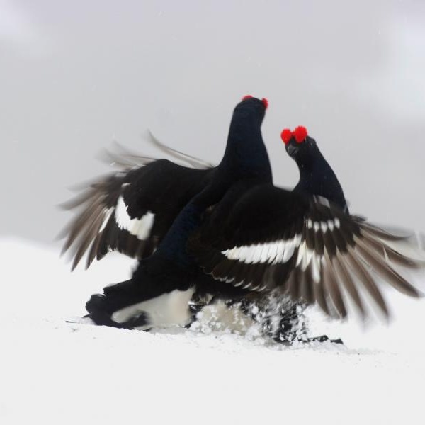 Fagiano de montagne (Lyrurus Tetrix)
