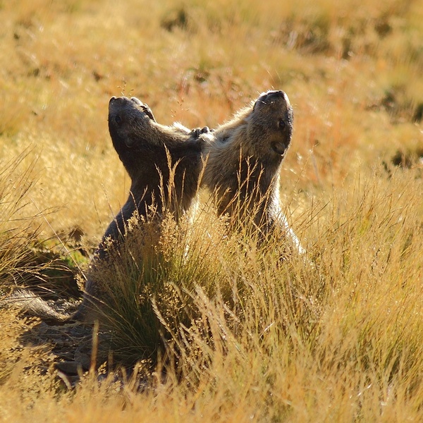 Le câlin typique des marmottes