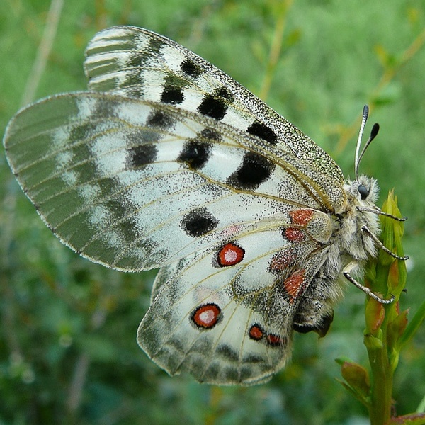Parnassius apollo