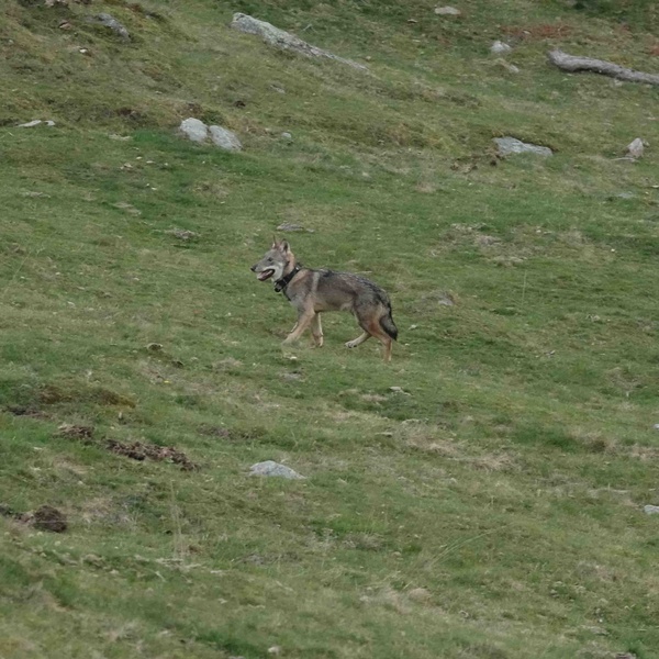 Uno scatto di Benny, il primo ibrido lupo\u002Dcane infertilizzato e liberato nel Parco Naturale Orsiera Rocciavré con un radiocollare.