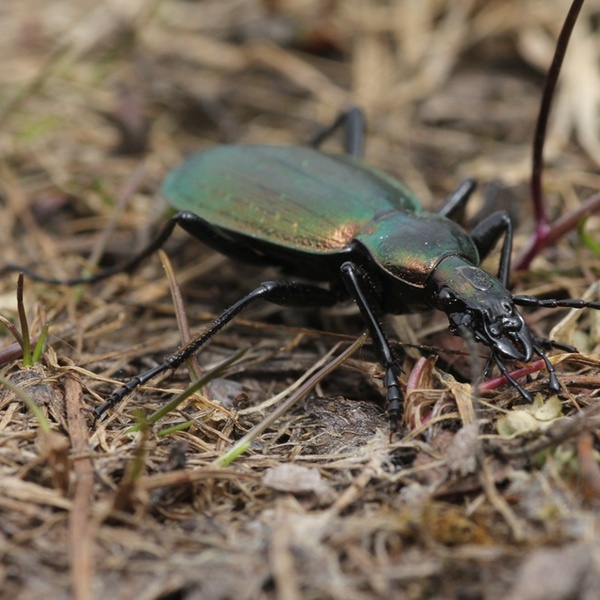 Carabus cycrhoides