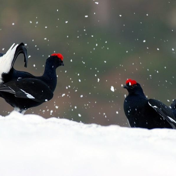 Fagiano de montagne (Lyrurus tetrix)