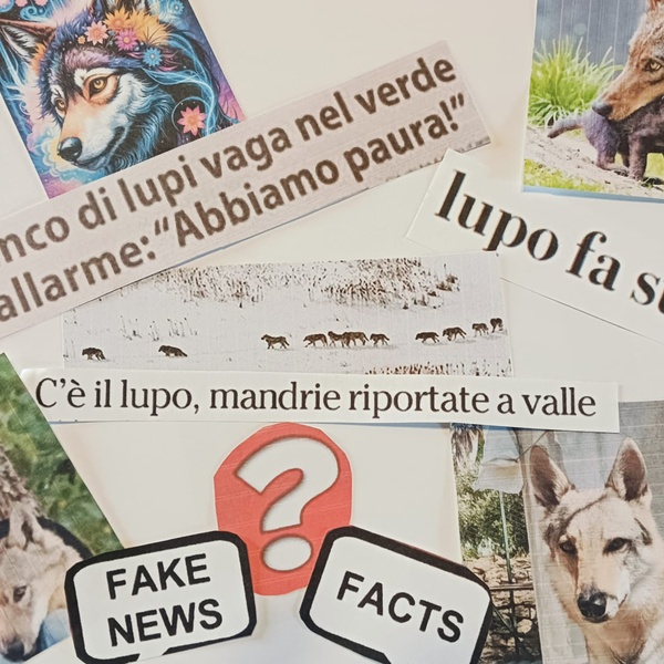 collage di Tiziana di Martino