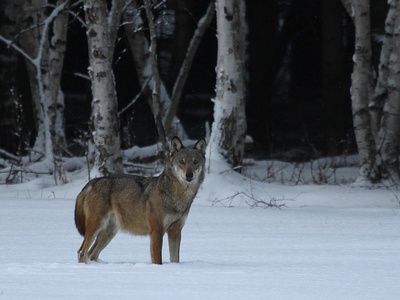 Un lupo nel Parco Naturale del Gran Bosco di Salbertrand