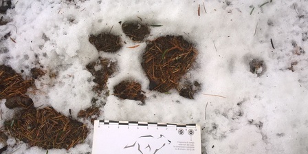 Un\u0027impronta di lupo individuata nel corso del monitoraggio.