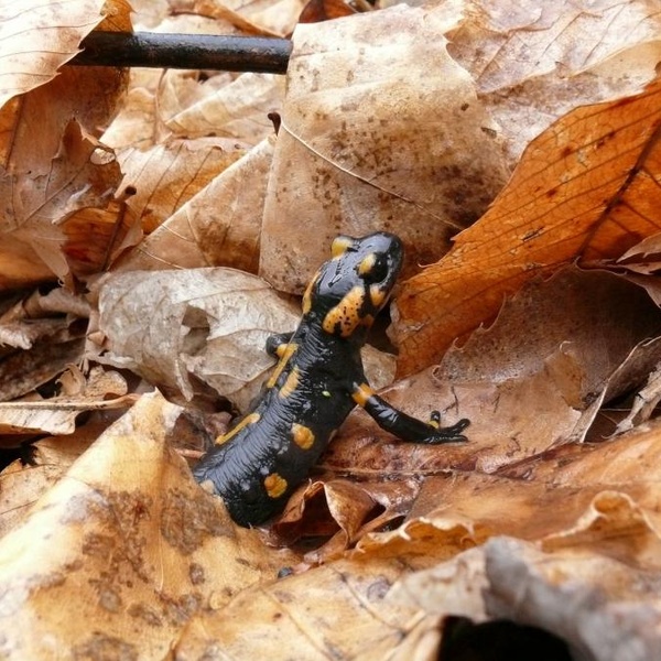 Salamandra salamandra