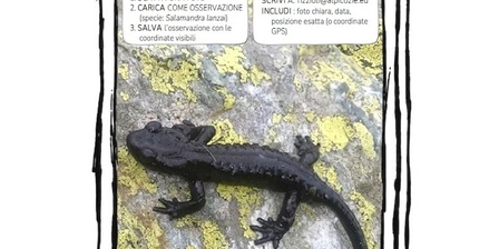 Citizen science: AAA salamandra lanzai cercasi