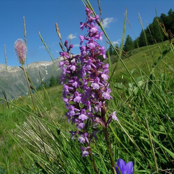 Gymnadenia conopsea