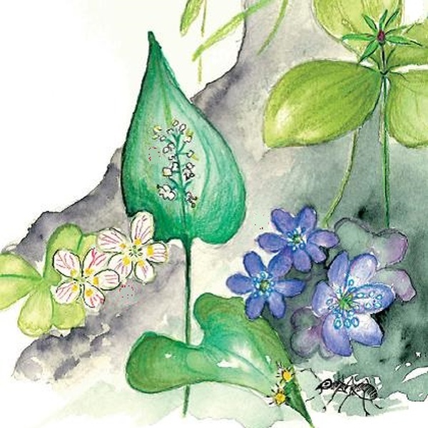 Flowers in beech forests