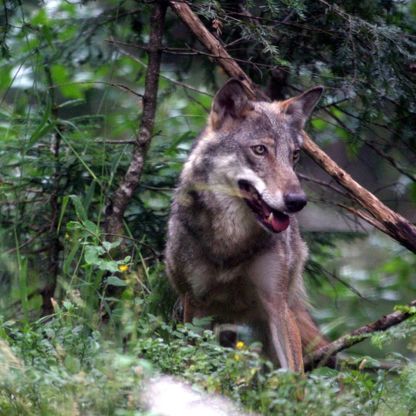 Splendido esemplare di lupo nel Parco Naturale Orsiera Rocciavré. Sono visibili gli occhi giallo/arancione, la mascherina bianca ai bordi del muso e le focature sulle zampe anteriori.