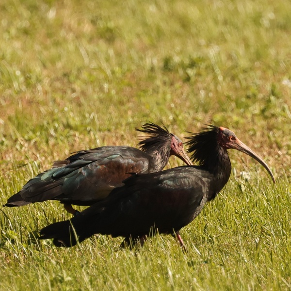 Ibis eremita nel prato a Malpasso