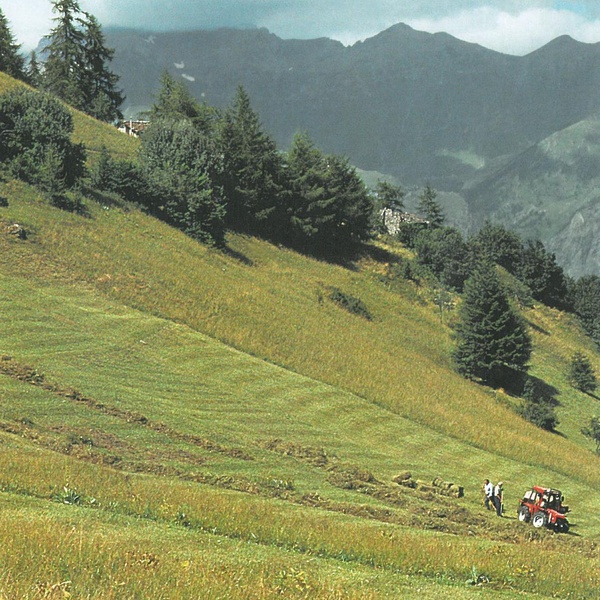 Fienagione al Colletto di Meana