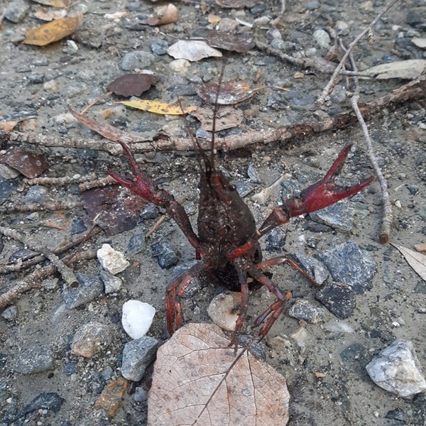 Procambarus clarkii \u002D Gambero della Luisiana