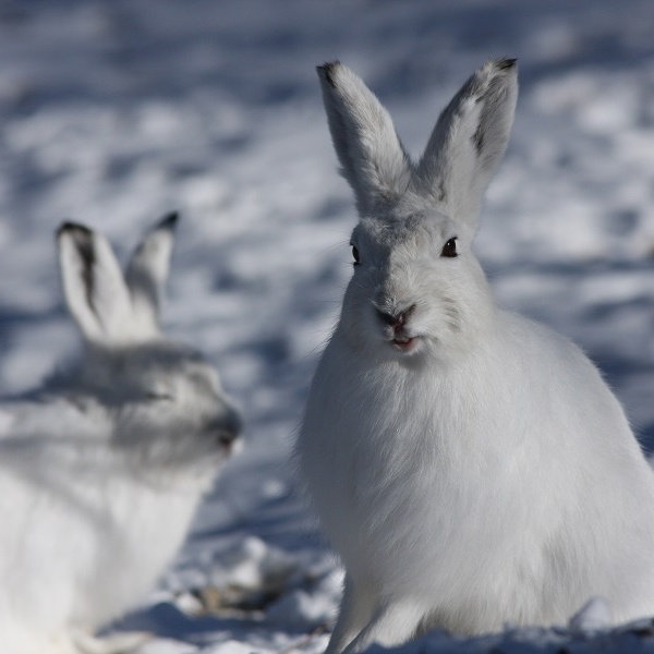 Lepri variabili in inverno