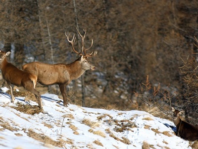 Prima del ritorno spontaneo del lupo, il cervo era una specie soggetta ad abbattimenti selettivi nel Parco Naturale del Gran Bosco di Salbertrand.