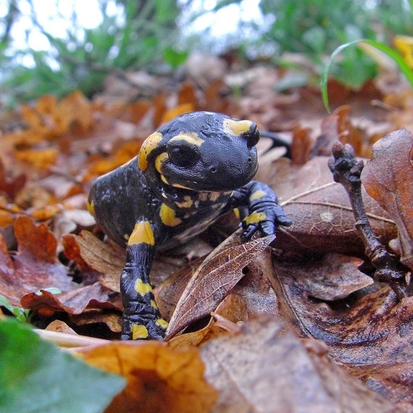 La salamandra pezzata.