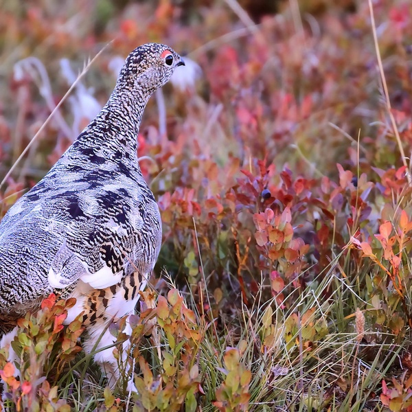 Pernice tra i mirtilli