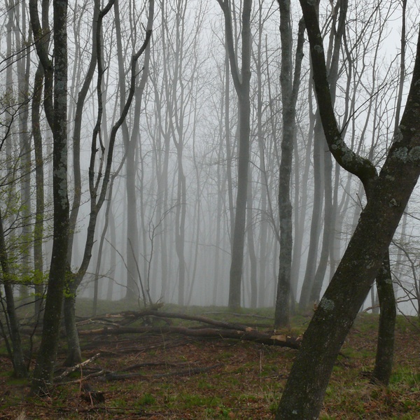 Il stagnant des brouillards assure l\u0027humidité abondante dont la hêtraie a besoin pour se développer.