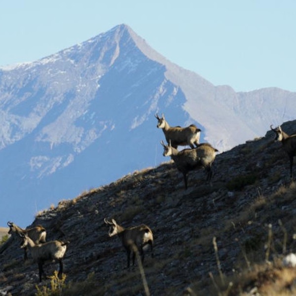 Camosci in cresta nel Parco Naturale del Gran Bosco di Salbertrand con il Rocciamelone sullo sfondo