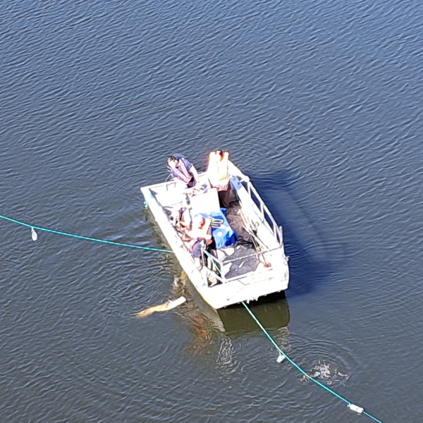 A catfish specimen caught with longline.