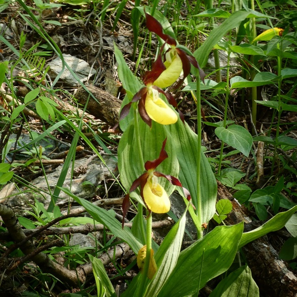 Un esemplare di scarpetta di Venere