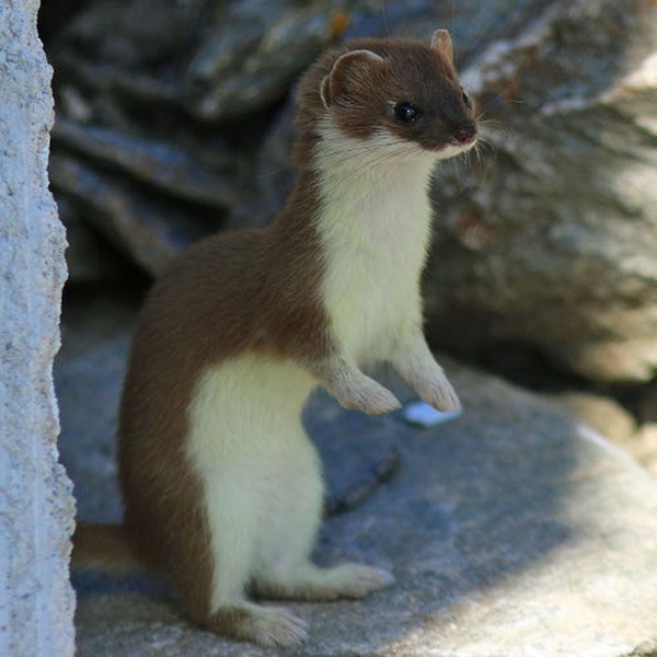 Uno splendido esemplare di ermellino.