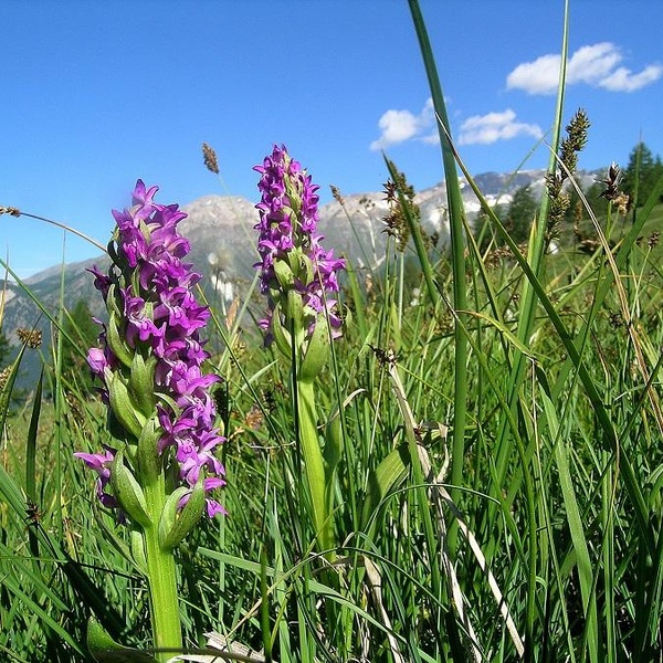 Dactylorhiza incarnata