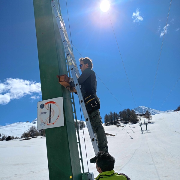 Installazione delle cassette nido presso il sito di Sestriere, a oltre 2000 metri di quota, dove è accertata la nidificazione più elevata della passera lagia in Italia.
