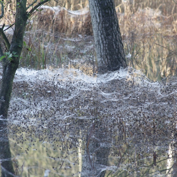 Il carattere etereo della Palude dei Mareschi.
