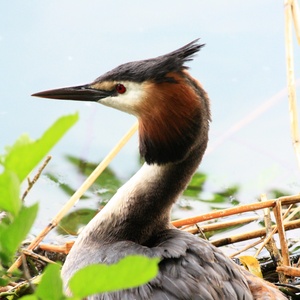 Parco naturale dei Laghi di Avigliana \u002D Un parco di acqua e di cielo