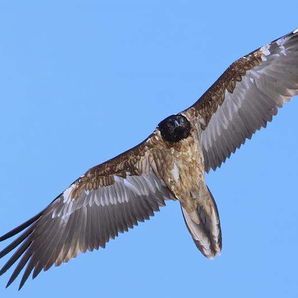 Un giovane gipeto veleggia nei cieli di Exilles a gennaio 2024.