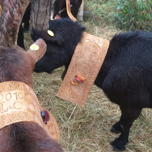 Festa rurale del Cevrin di Coazze