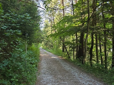 Inizio strada ex militare da Pinea a Ser Blanc (Parco naturale del Gran Bosco di Salbertrand)