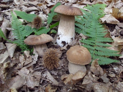 Boletus aestivalis