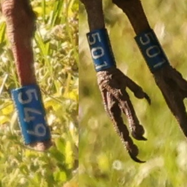 Ibis eremita nel prato a Malpasso, particolare degli anelli di riconoscimento