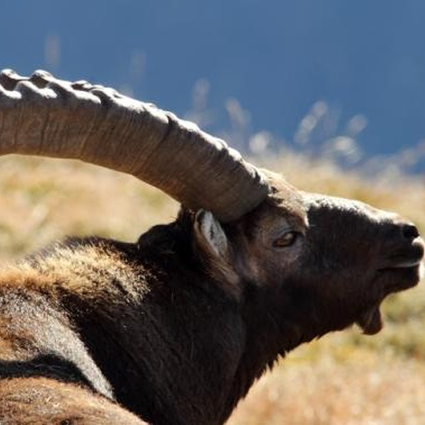 Les longues cornes d\u0027un bouquetin mâle