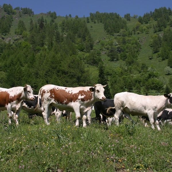 Vaches au pâturage