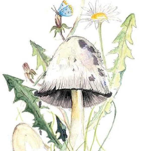 Coprinus comatus