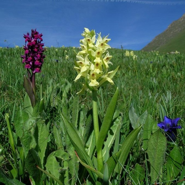 Dactylorhiza sambucina