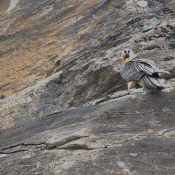 Un gipeto subadulto e un adulto su una cengia di roccia nella zona di Bardonecchia a gennaio 2024.