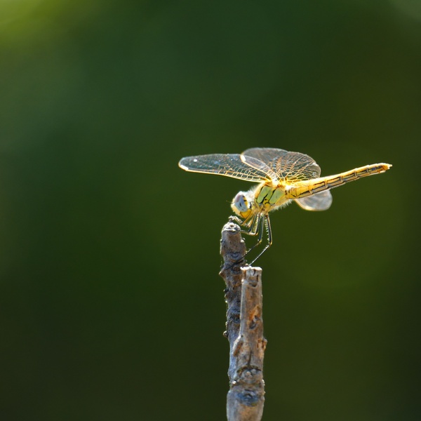 Dragonfly
