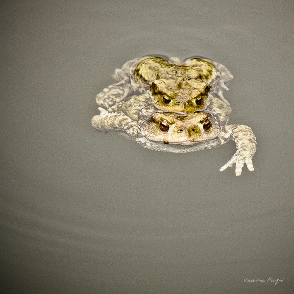 Una coppia di rospi nella Palude dei Mareschi.