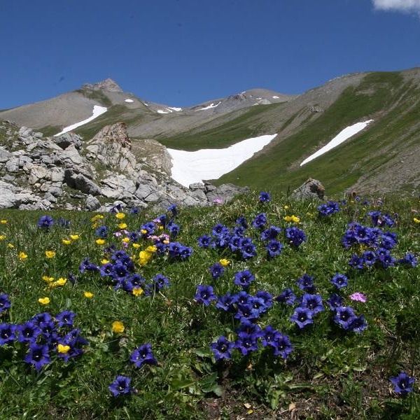 Prateria: genziana di Koch (gentiana acualis)